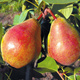 Grusza Izolda Isolda Plant Pack
