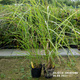 Miscanthus sinenesis Miskant chiński 'Nippon'
