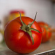 Pomidor gruntowy karłowy Babinicz 1g