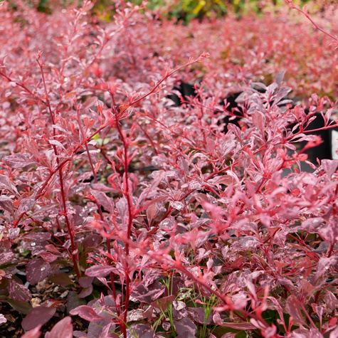 Berberys thunberga Pink Queen (C2)