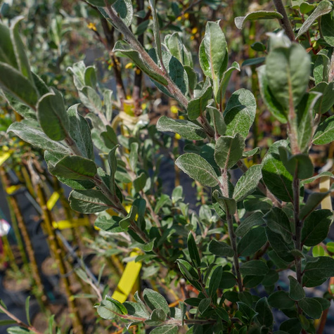 Wierzba argentea na pniu (C5)