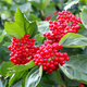 Kalina koralowa Nanum