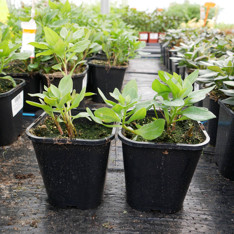 Alstremeria ogrodowa Summer Saint (C2)