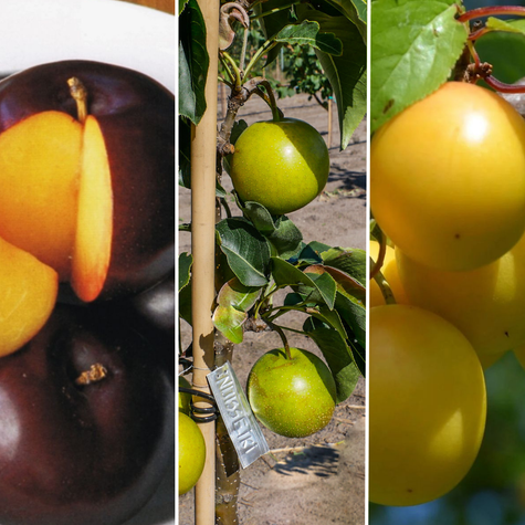 Zestaw Owoców Orientu Plant Pack