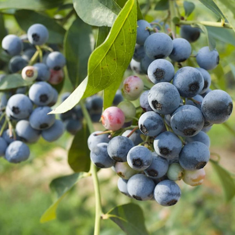 Borówka amerykańska Chippewa niska (C2)