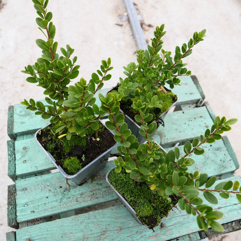 Ostrokrzew bukszpanowy karbowanolistny 'Green Hedge' (P9)