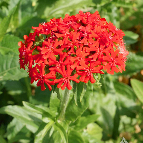 Firletka chalcedońska Red (C2)