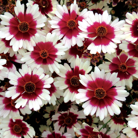 Nachyłek okółkowy Chorasan Burgundy and White (C2)