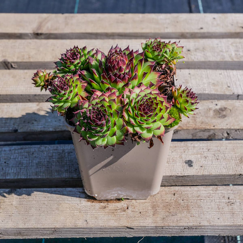 Rojnik ogrodowy Noir (C2)