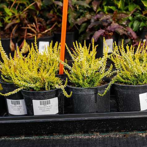 Zestaw 6 x Wrzos pospolity mix kolorów sadzonki