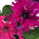 Petunia ogrodowa Gottfried Michaelis 0,05g