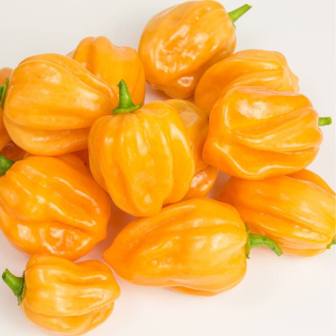 Papryka ostra Habanero Yellow 0,2g