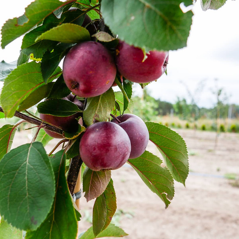 Jabłoń kolumnowa Galina MINI Plant Pack