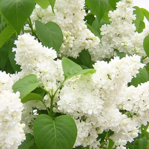 Lilak pospolity Bez Biało-kremowy Subtelny Pachnący (C2)