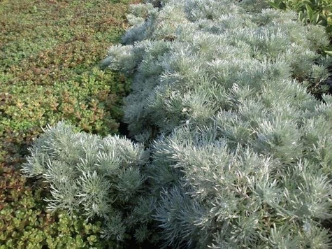 Bylica Schmidta Silver Mound (C2)