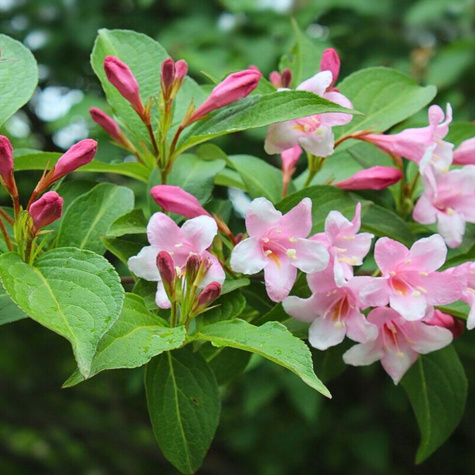 Krzewuszka cudowna Caricatura (C2)