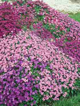 Żagwin zestaw kolorów 0,2g