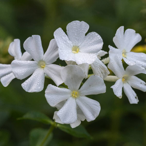 Płomyk wiechowaty Floks Fujiyama (C2)