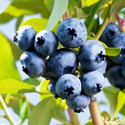 Borówka amerykańska Sierra średniowczesna (C2)