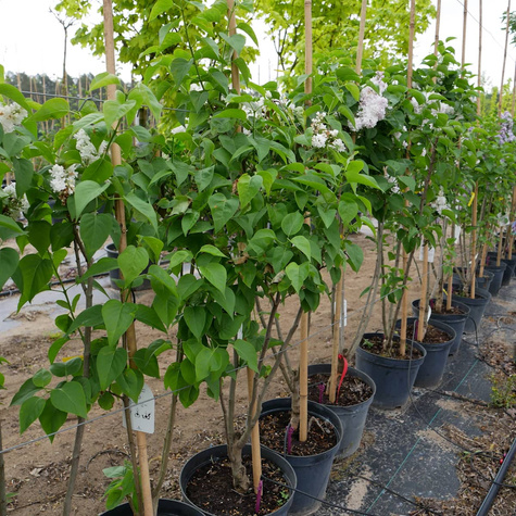 Lilak pospolity Bez Victor Lemoine (C10)