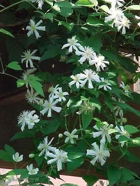 Powojnik Clematis botaniczny Paul Farges