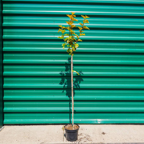 Pęcherznica kalinolistna Magic Ball Pa100