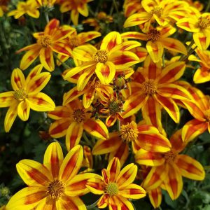 Bidens Fire and Spicy żółto-czerwony Uczep Złoty Deszcz SADZONKA