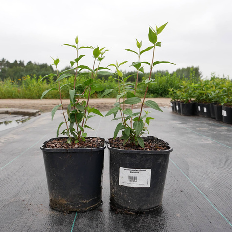 Jaśminowiec Dame Blanche (C2)