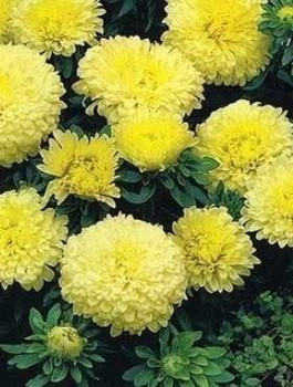 Aster chiński Ksantypa 0,5g