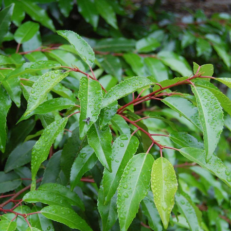 Laurowiśnia Iberyjska Angustifolia (C2)