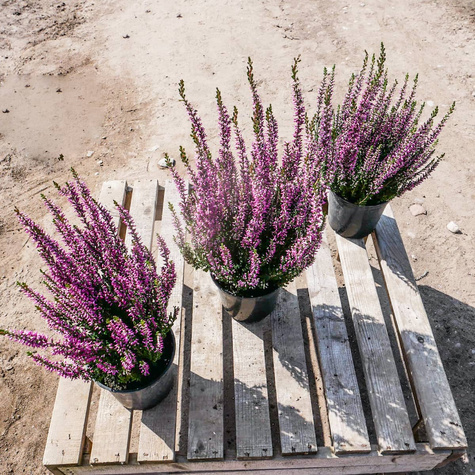 Wrzos pospolity fioletowy pączkowy