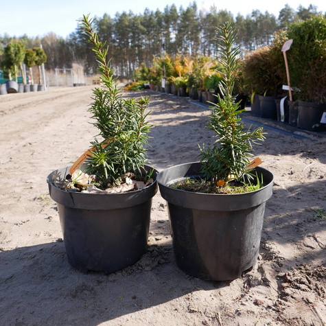 Cis pospolity Kórnik 3