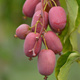 MINI KIWI Aktinidia Ostrolistna Scarlet September Kiwi żeńska (C2)