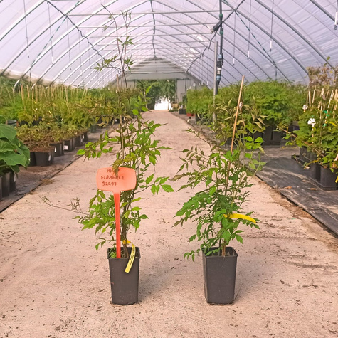 Milin amerykański Flamenco (C2)