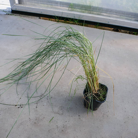 Piaskownica Zwyczajna (C2)