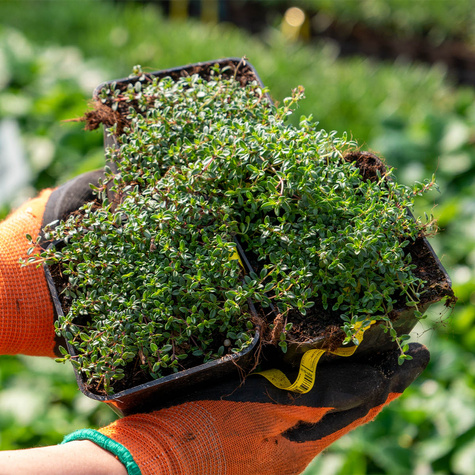 Macierzanka wczesna (C2)