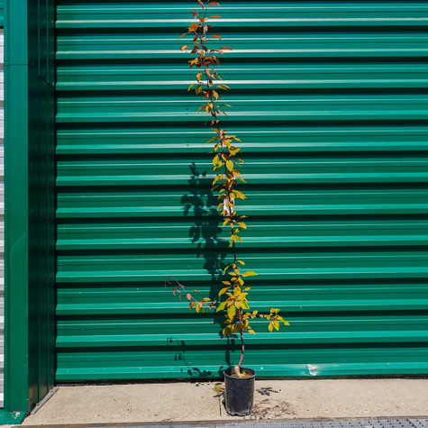 Jabłoń ozdobna rajska Ola