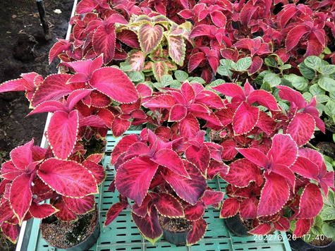 Koleus Coleus Pokrzywka czerwona