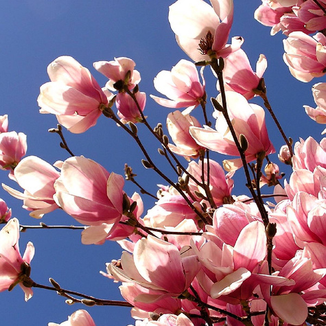 Magnolia Soulange'a Pinkie (C2)