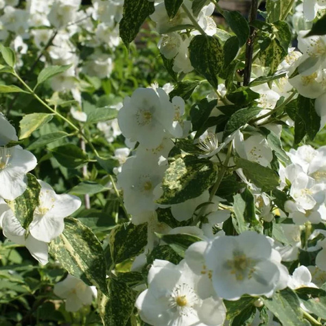 Jaśminowiec Innocence (C2)