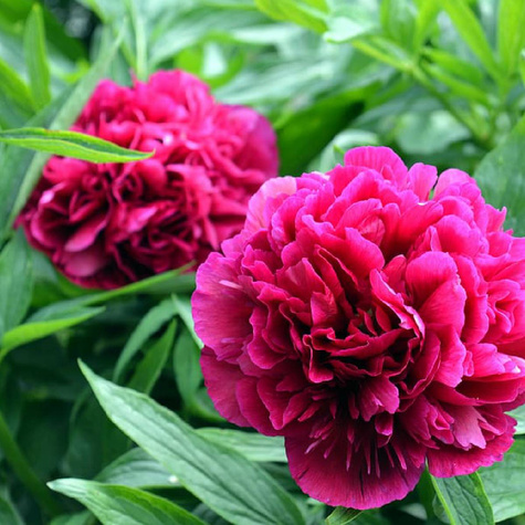 Piwonia chińska Kansas (C2)