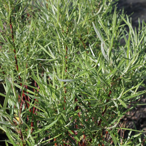 Sztobry Wierzba siwa Angustifolia 10szt.