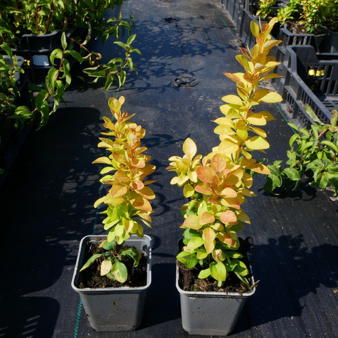 Berberys thunberga Golden Rod (P9)