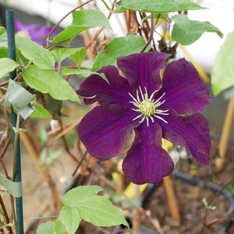 Powojnik wielkokwiatowy Warszawska Nike