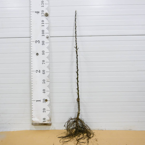 Jabłoń Red Lobo Plant Pack