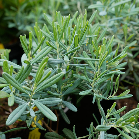 Modrzewnica pospolita 'Blue Ice' (C2)