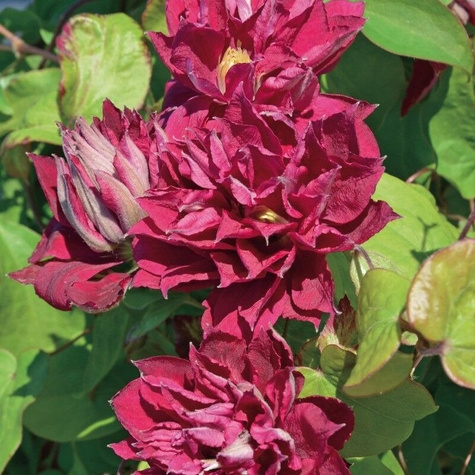 Powojnik Clematis wielkokwiatowy Red Star