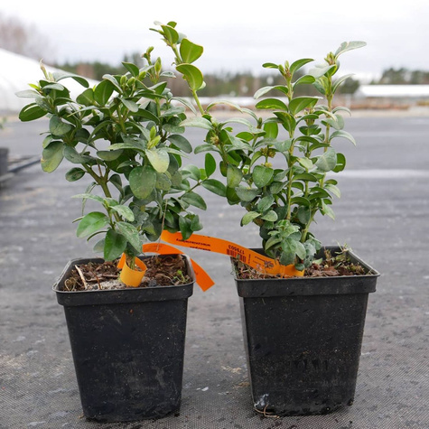 Bukszpan wieczniezielony Marginata (C2)