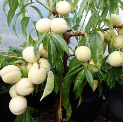 Mini Brzoskwinia biała