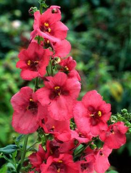 Diascia Ruby Field (C2)